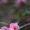 Malus 'Brandywine', flowers