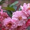 Malus 'Brandywine', flowers