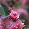 Malus 'Brandywine', flowers