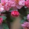 Malus 'Brandywine', flowers