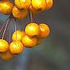 Malus 'Canary', fruit