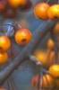 Malus 'Canary', fruit