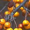 Malus 'Canary', fruit
