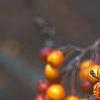 Malus 'Canary', fruit