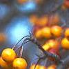 Malus 'Canary', fruit