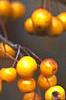 Malus 'Canary', fruit