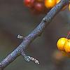 Malus 'Canary', fruit