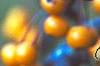 Malus 'Canary', fruit