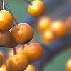 Malus 'Canary', fruit