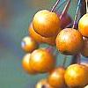 Malus 'Canary', fruit