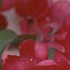 Malus x 'Centurion', flowers