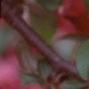 Malus x 'Centurion', flowers