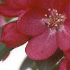 Malus x 'Centurion', flowers
