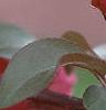 Malus x 'Centurion', flowers