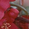 Malus x 'Centurion', flowers