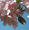 Malus x 'Centurion', flowers