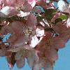 Malus x 'Centurion', flowers