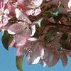 Malus x 'Centurion', flowers