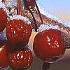 Malus x 'Centurion', fruit