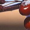 Malus x 'Centurion', fruit