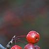 Malus x 'Centurion', fruit