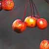 Malus x 'Centurion', fruit