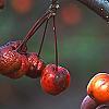 Malus x 'Centurion', fruit