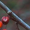 Malus x 'Centurion', fruit