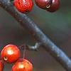 Malus x 'Centurion', fruit