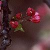 Malus 'Coralburst', flowers