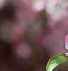 Malus 'Coralburst', flowers