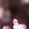 Malus 'Coralburst', flowers