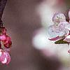 Malus 'Coralburst', flowers