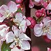 Malus 'Coralburst', flowers