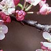 Malus 'Coralburst', flowers