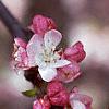 Malus 'Coralburst', flowers