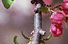 Malus 'Coralburst', flowers