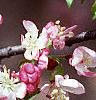 Malus 'Coralburst', flowers
