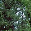 Malus 'David', habit