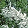 Malus 'David', habit