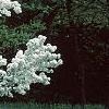 Malus 'David', habit