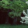 Malus 'David', habit