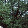 Malus 'David', habit
