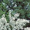 Malus 'David', habit