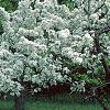 Malus 'David', habit