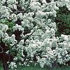 Malus 'David', habit