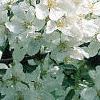 Malus 'David', flowers