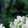 Malus 'David', flowers