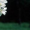 Malus 'David', flowers