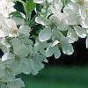 Malus 'David', flowers